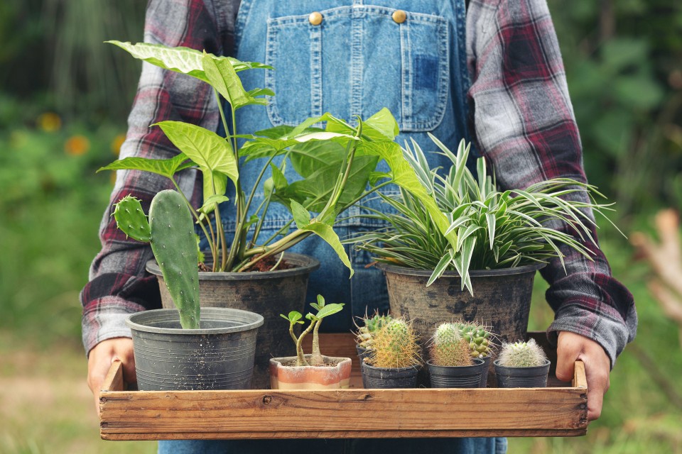 Don’t repot your plant in summer