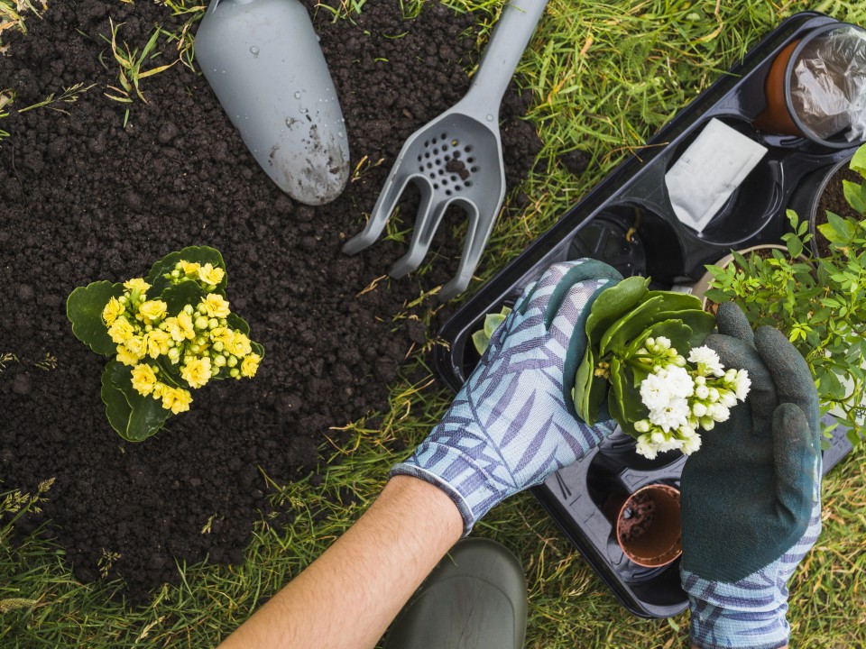 overhead-view-hand-holding-small-fresh-potted-plant